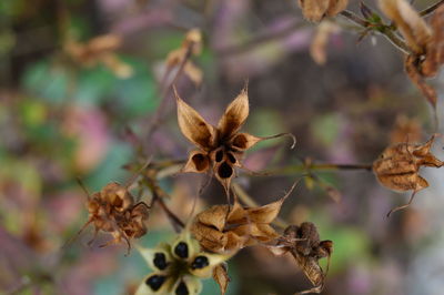 Close-up of dry leaves on plant