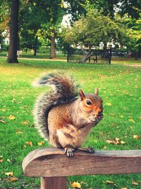 Squirrel on field