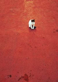 High angle view of cat sitting on red wall