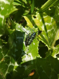 Close-up of insect on leaf