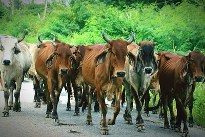 Cows in pasture