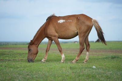 Horse grazing on field