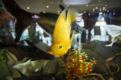 Close-up of fish swimming in aquarium