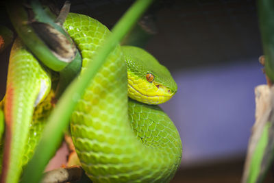 Close-up of a white-lip bamboo otter trimeresurus albolabris curling around a green branch.