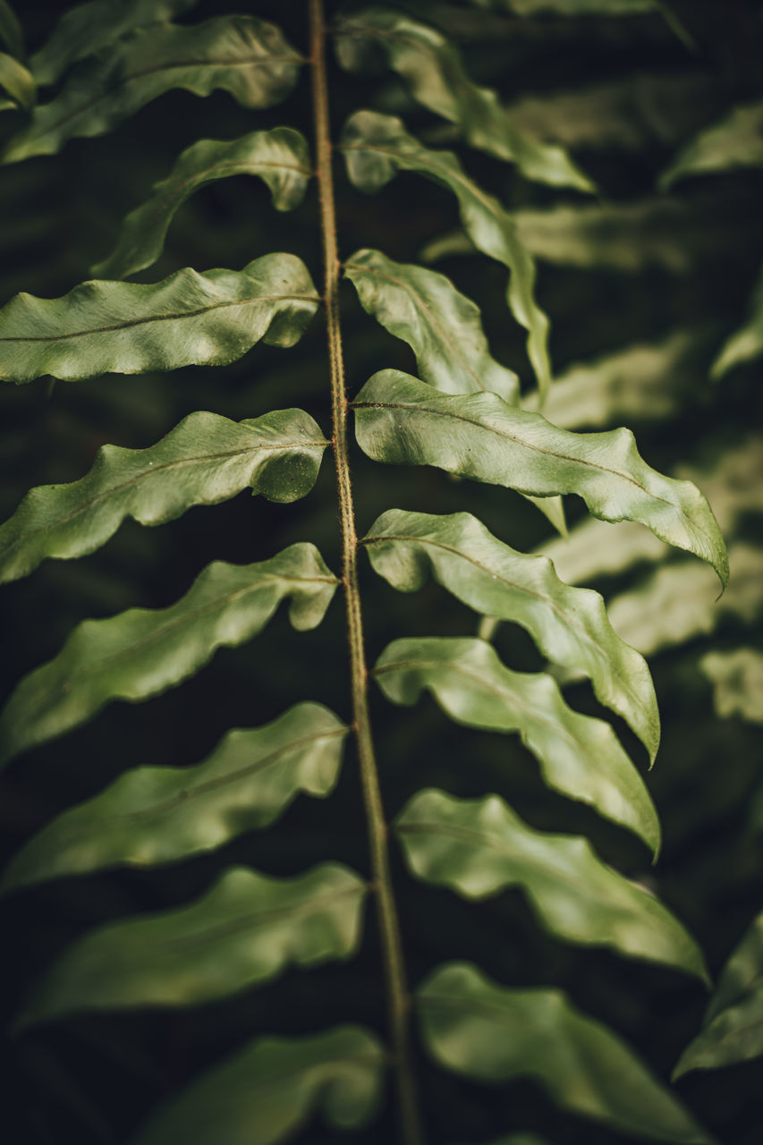 CLOSE-UP OF PLANT LEAVES