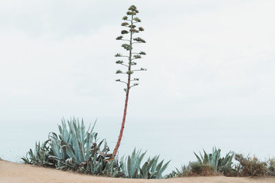 Plants growing on land against sky