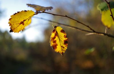 Close-up of yellow leaves against blurred background