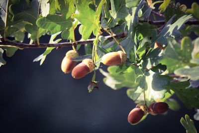 Close-up of fruits growing on tree