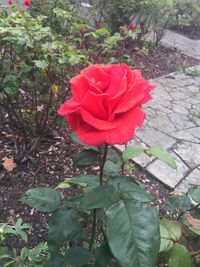 Close-up of red flower blooming outdoors