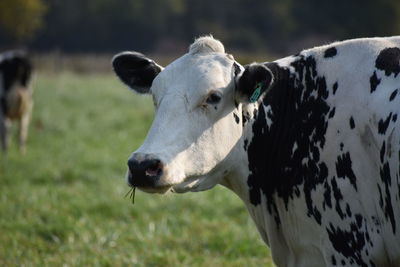 Close-up of cow on field