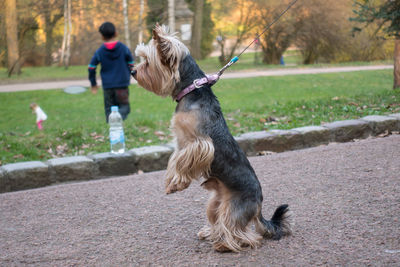 Full length of dog with ball on tree