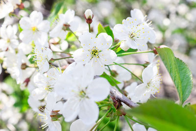 Close-up of white cherry blossoms in spring