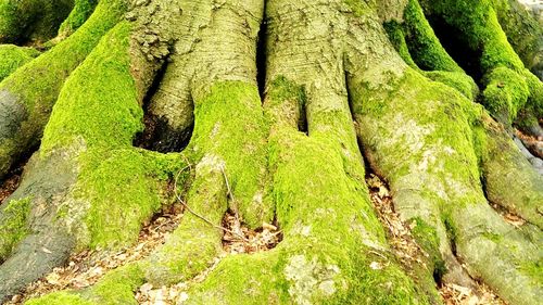 Moss growing on tree trunk