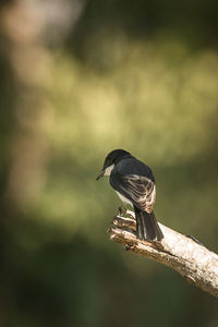 Close-up of bird perching on branch