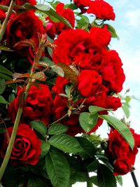 Close-up of red flowers blooming outdoors