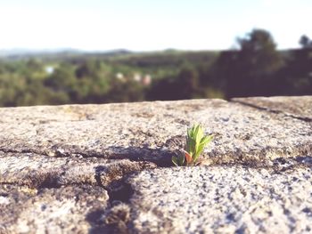 Close-up of small plant growing on field