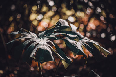 Close-up of leaves on plant at night