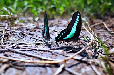 Close-up of butterfly on rock