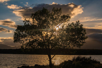 Silhouette tree by lake against sky during sunset