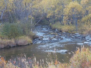 Scenic view of river in forest