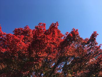 Low angle view of flowering tree against blue sky