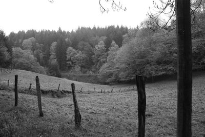 Trees on field