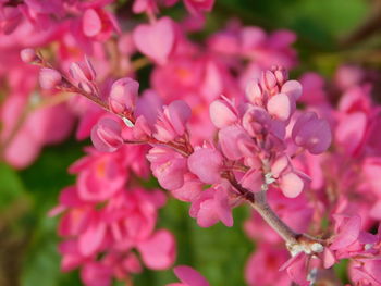 Close-up of pink cherry blossoms