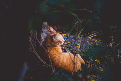 Cat resting on a field