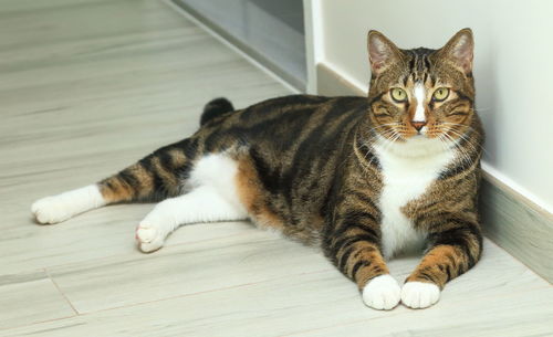 Portrait of cat sitting on floor