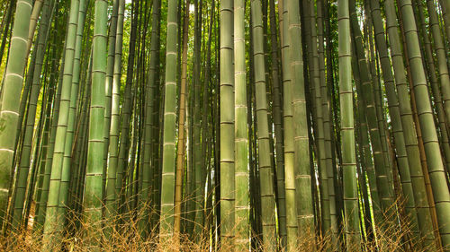 Full frame shot of trees in forest