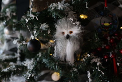 Close-up of christmas tree