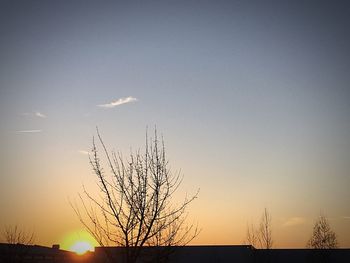 Silhouette of trees at sunset