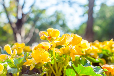Close-up of yellow flowers