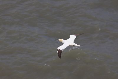 High angle view of seagull flying over sea