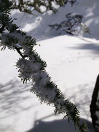 Close-up of snow on tree against sky