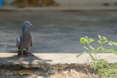 Pigeon perching on retaining wall