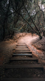 View of railroad tracks in forest