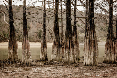 Scenic view of forest