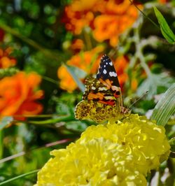 Close-up of butterfly pollinating on yellow flower