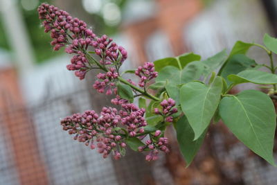 Close-up of pink flowering plant