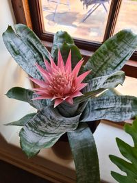 Close-up of flower pot on potted plant