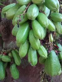 Close-up of fresh green plant