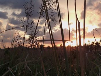 Silhouette of stalks in field against sunset sky