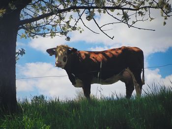 Cow standing on grassy field