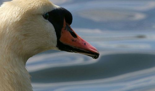 Close-up of an animal