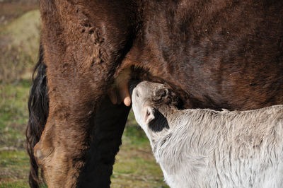 Close-up of cow and calf on field