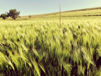 View of wheat field against sky