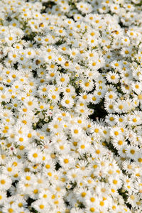 Full frame shot of yellow flowers