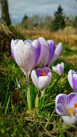 Close-up of purple flowers blooming in field