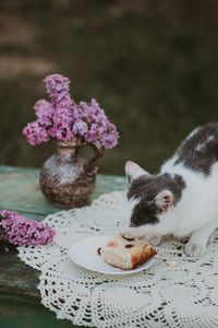 High angle view of cat eating food on table